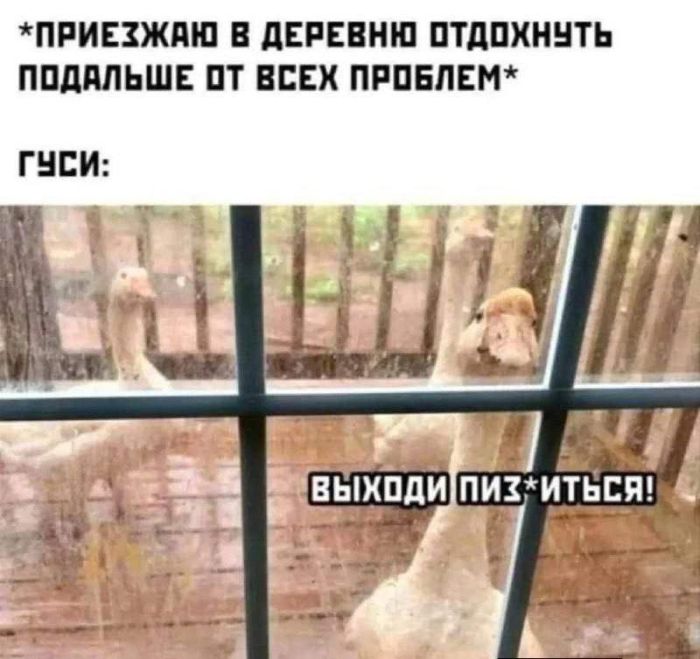 картинка 909d835637 zarjazhaemsja pozitivom sbornik samyh smeshnyh memov i kommentariev iz socsetej 4