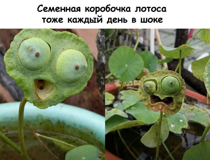 картинка ba9ad18392 21038608