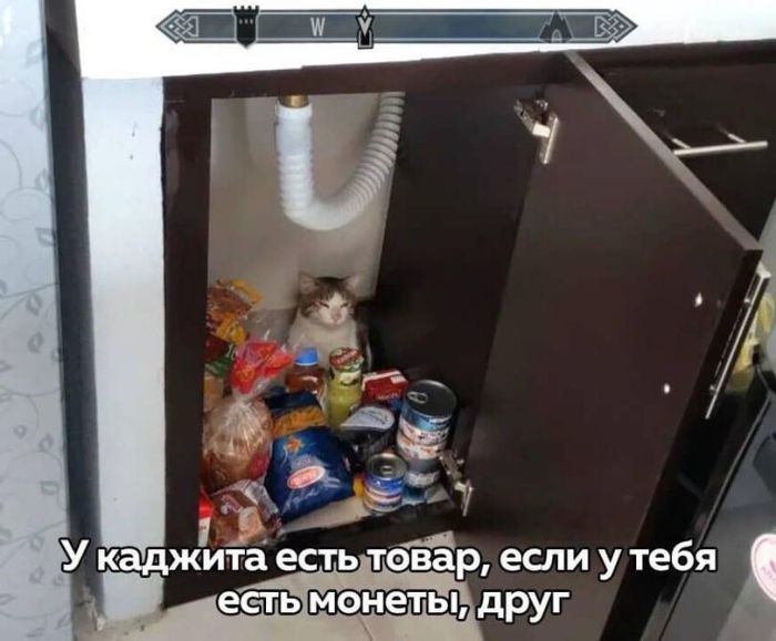 Забудьте о скуке! Новый сборник отборных мемов и картинок с надписями уже здесь, чтобы поднять вам настроение до небес! просто, которые, позитива, сборник, Устали, улучшает, получить, способ, идеальный, жизнь, делает, самочувствие, снимает, стресс, время, лекарство, лучшее, посмотретьПотому, стоит, Почему