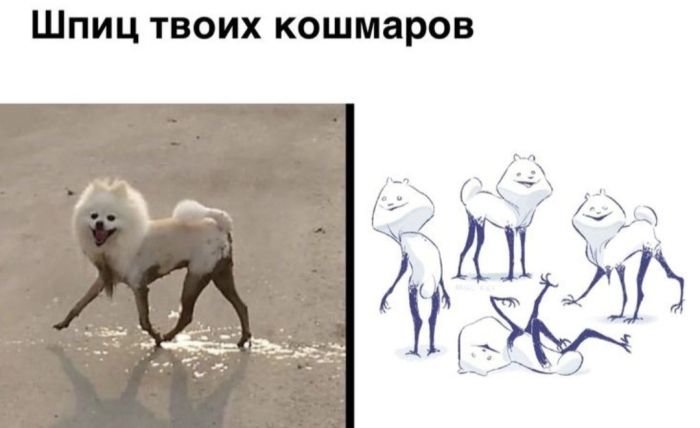 картинка d0f0e37c62 novyj sbornik samyh smeshnyh memov zarjazhaemsja pozitivom 14