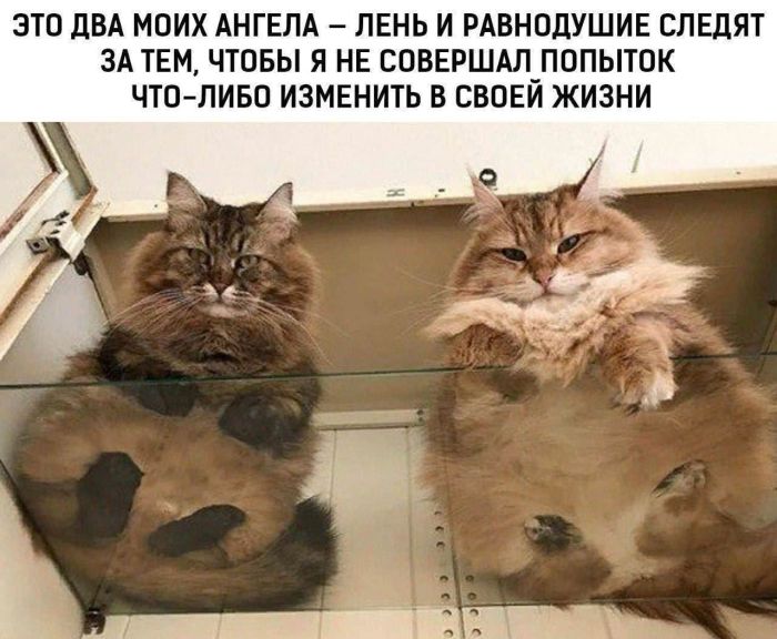 картинка d734c39ee7 vnimanie ostorozhno vyzyvaet nekontroliruemyj smeh 11