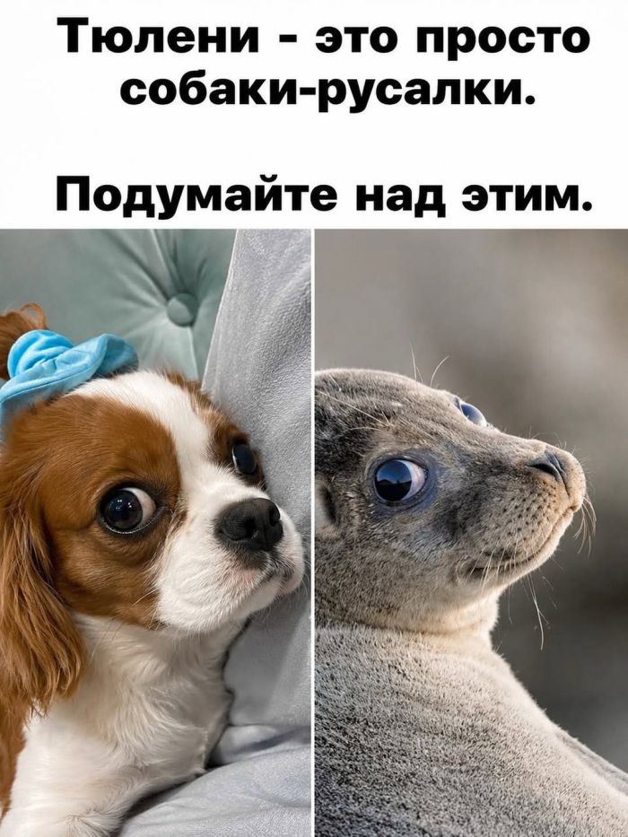картинка d98caeead9 svezhaja porcija smeha iz seti memy i kommentarii kotorye tochno podnimut nastroenie 4