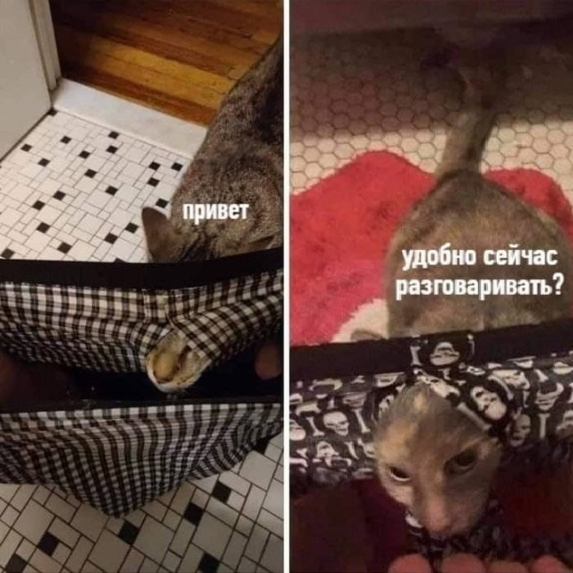 картинка 0086b1a3c4 21076303