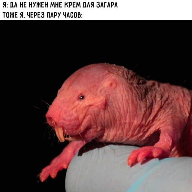 Ваша доза хорошего настроения на выходные ☕️✨ Ваша доза хорошего настроения на выходные ☕️✨ Рабочая, свежую, заряжаться, погнали, поудобнее, устраивайтесь, покрепче, Заваривайте, улыбнуться, заставят, точно, которые, мемов, отборных, порцию, васСобрали, неделя, сделали, контента, годного