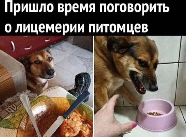 картинка 0cd393726f 21112043