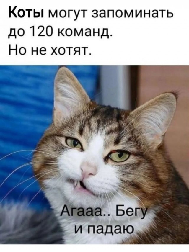 картинка 18927afbfd 21091481