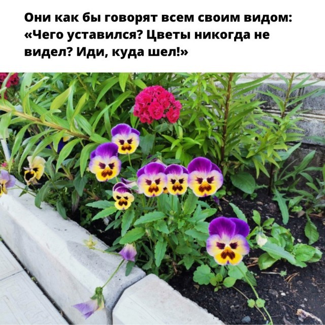 картинка 3508769c3c 21099159
