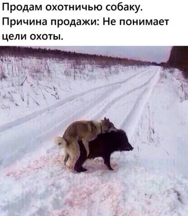 картинка 360369e702 21107731