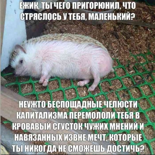 картинка 43e7faabd7 21116571