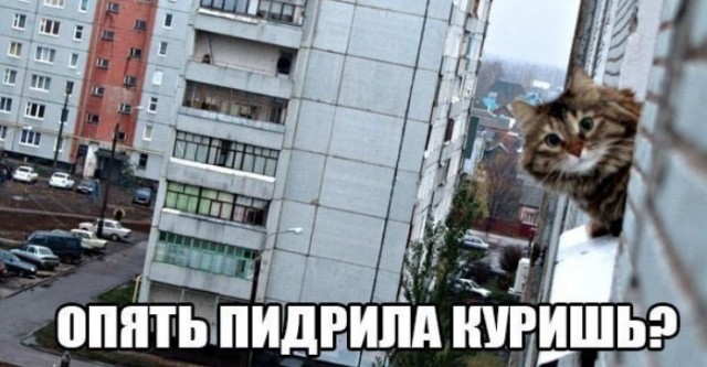 картинка 4626134fa8 21078568