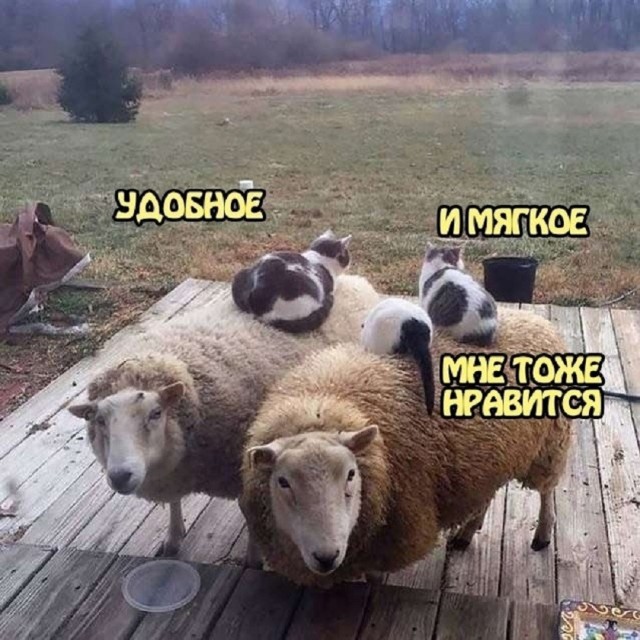 картинка 4e9907772f 21112893