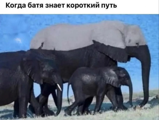 картинка 784e65153e 21076374