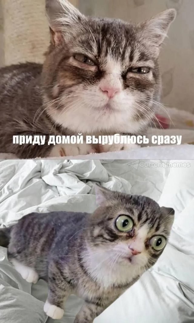 картинка 81764fd4bb 21106679