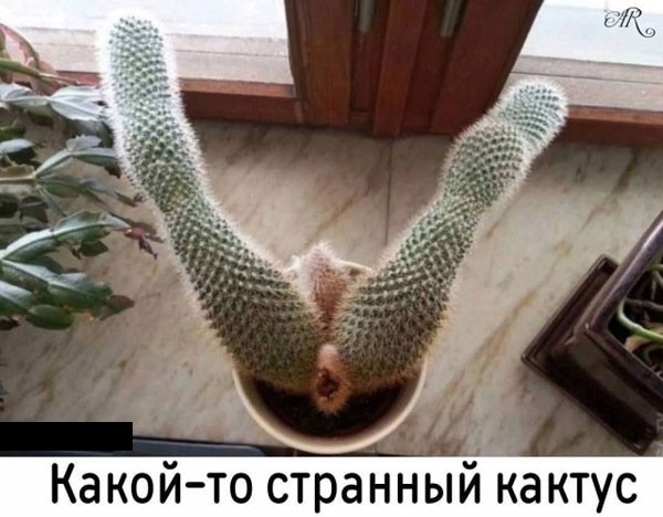 картинка 88fc3891ab ostorozhno uroven toksichnosti zashkalivaet 3