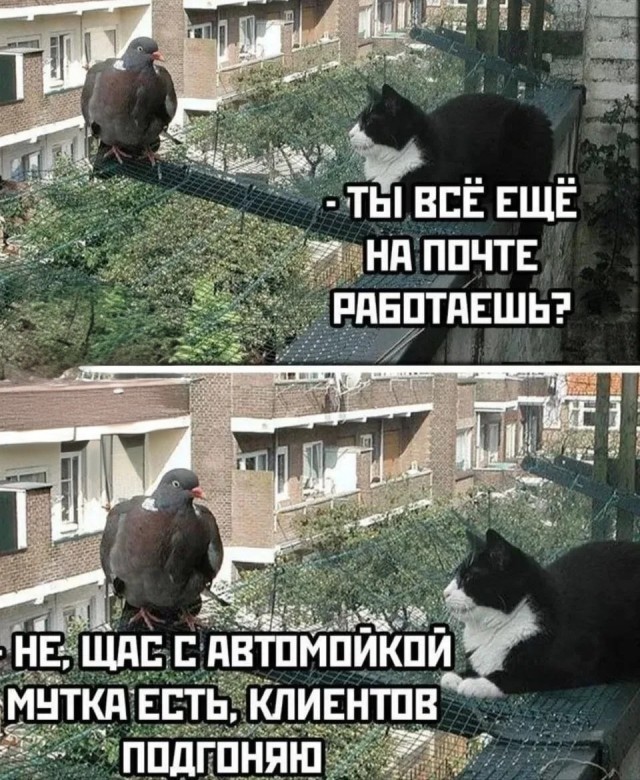 картинка 900cecc963 21091335