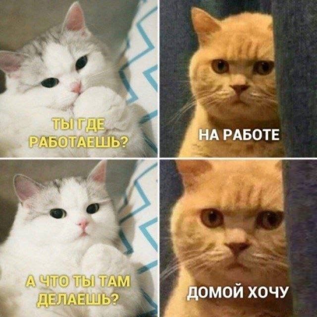 картинка 9a2d6e9cd6 21078700