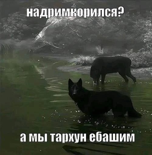 картинка 9c3422fc63 pjatnica lovim volnu pozitiva 2