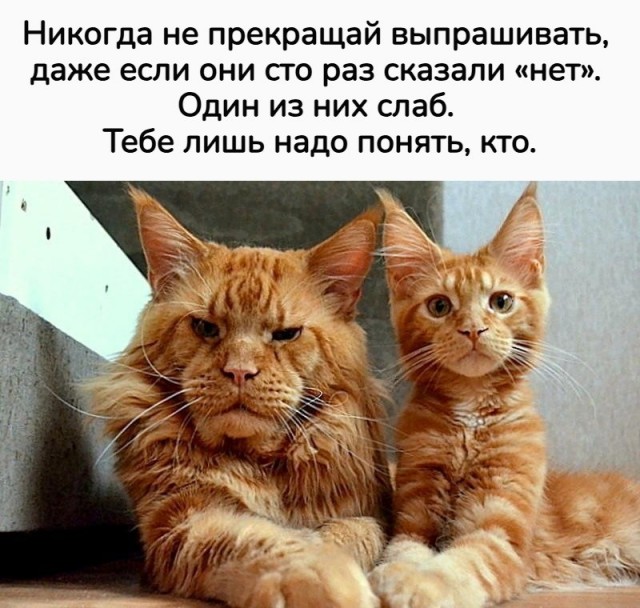 картинка 9df3371d2e 21057310
