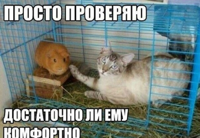 картинка a1a13fa66f 21061205