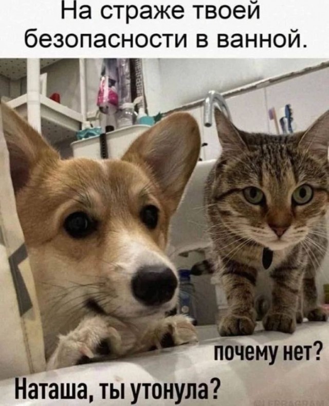 картинка a1d0f9aa89 21091431