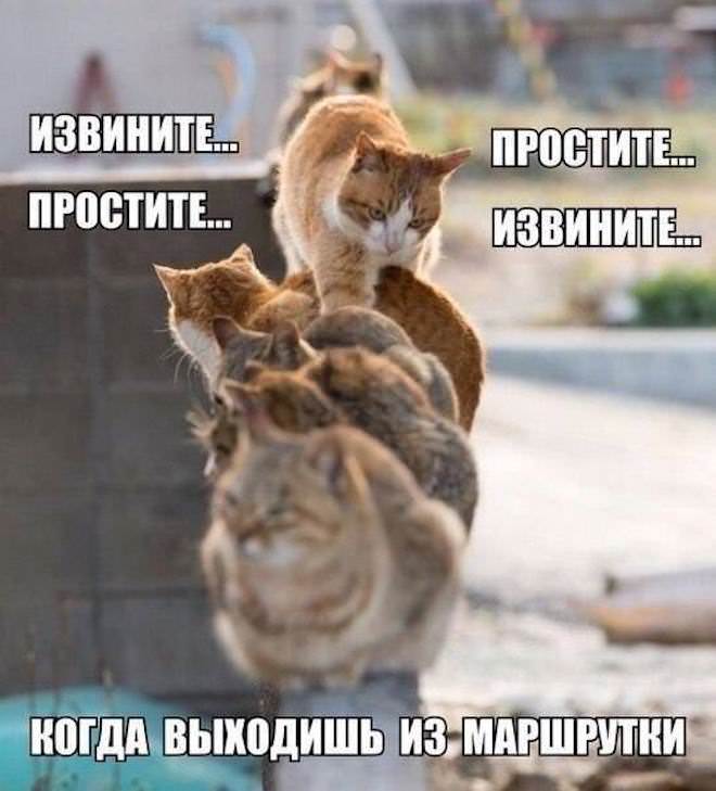 картинка b8894690c4 hvatit grustit zarjazhaemsja porciej otbornogo jumora 10