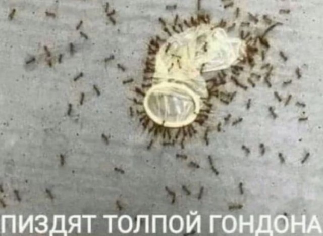картинка cb73c57ed7 21061379