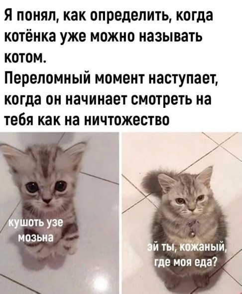 картинка cd7701ec0b 21106717