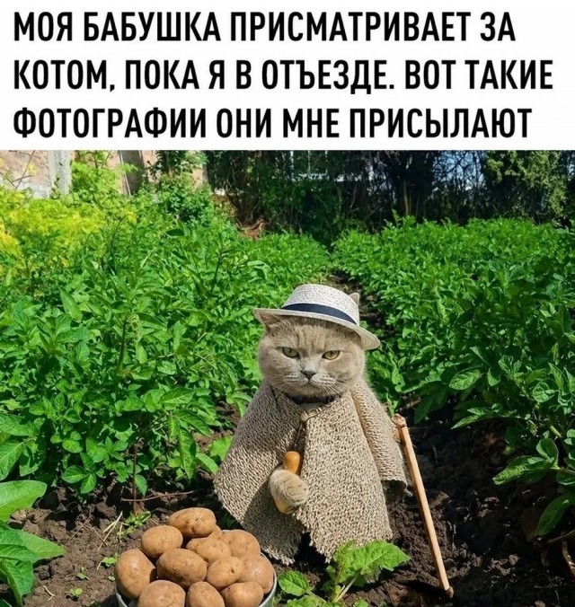 картинка d47ced3c0f 21061232