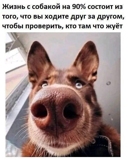 Ваша доза хорошего настроения на выходные ☕️✨ Ваша доза хорошего настроения на выходные ☕️✨ Рабочая, свежую, заряжаться, погнали, поудобнее, устраивайтесь, покрепче, Заваривайте, улыбнуться, заставят, точно, которые, мемов, отборных, порцию, васСобрали, неделя, сделали, контента, годного