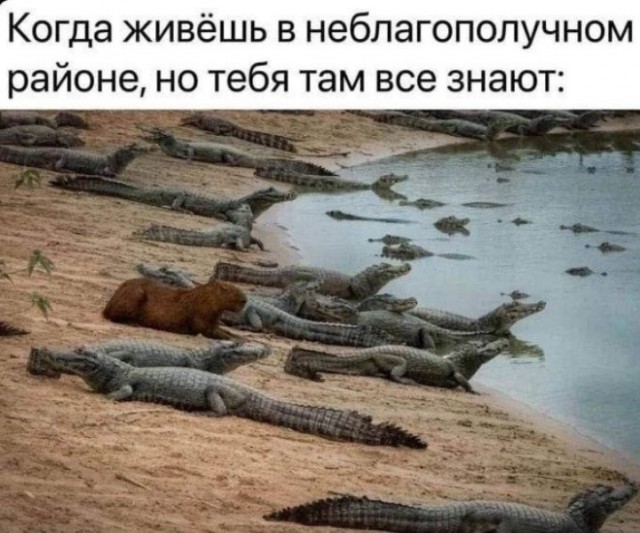 Улыбнись этому дню! Сборник самых смешных мемов и прикольных картинок для твоего позитива! которые, точно, заставят, самые, уморительных, собрали, чтобы, сказать, абсурдный, повороты, интерпретациюНеожиданные, смешную, подарили, каждым, происходят, моменты, бывает, юмораСитуации, когда, шедевр