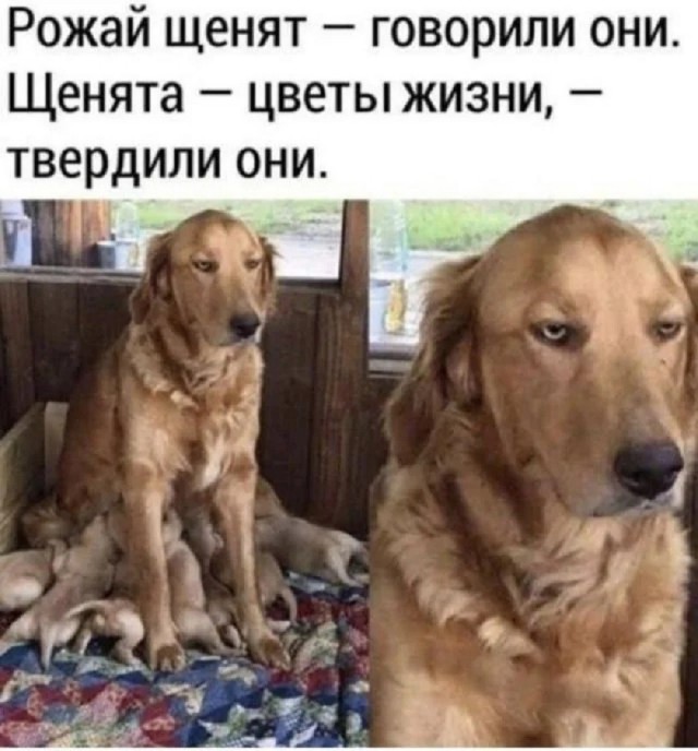 Среда — это маленькая пятница! Ловите порцию мемов, чтобы дотянуть до выходных с улыбкой 😄 Среда, недели, подборку, смотрим, задачи, рабочие, ненадолго, откладываем, позитивом, дыханииЗаряжаемся, одном, пролетела, половина, маленькая, вторая, чтобы, мемов, свежих, порцию, собрали