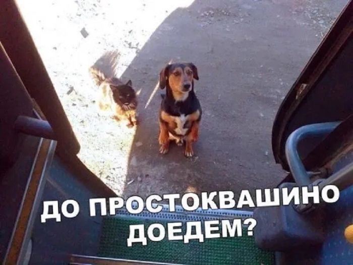 картинка 074aba0a24 podborka poshlyh memov 1