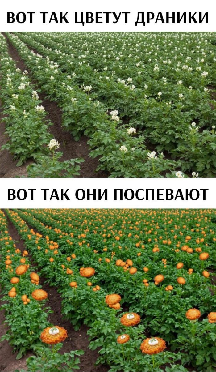 картинка 146864548f luchshie shutki dlja sredy zarjazhaemsja pozitivom 12