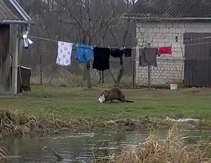 В Польше бобр-клептоман терроризирует местных жителей: ворует трусы прямо с веревки!