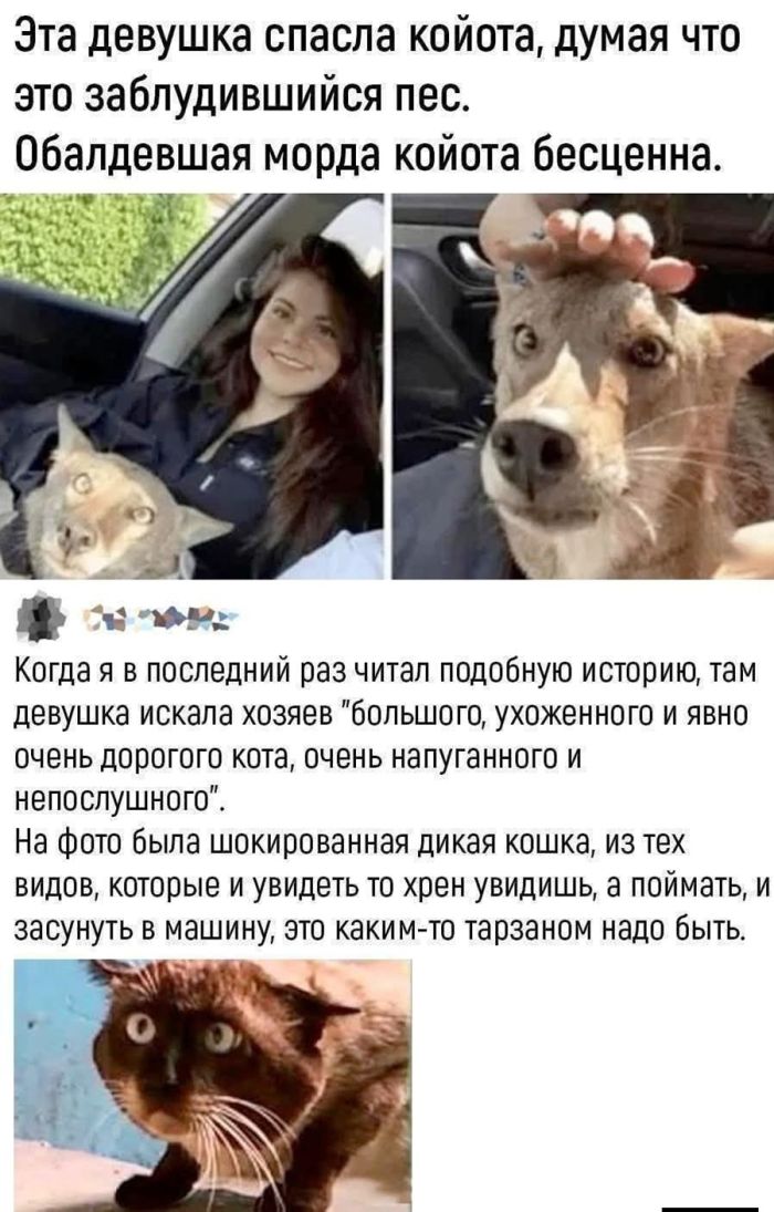 картинка 54270e2464 chernyj i poshlyj jumor dlja podnjatija nastroenija s prostorov socialnyh setej 7