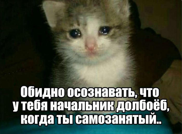 картинка 65875686b7 1785323437