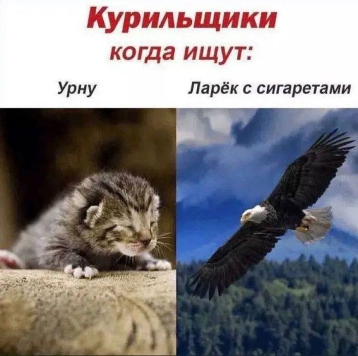 картинка 6a03bc70bc novyj sbornik memov uzhe zdes 1