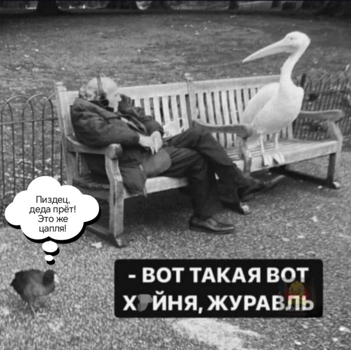 картинка 6a9bc10349 luchshie shutki dlja sredy zarjazhaemsja pozitivom 22