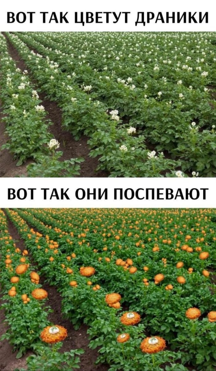 картинка 748554c2d8 ostorozhno uroven cinizma zashkalivaet 33