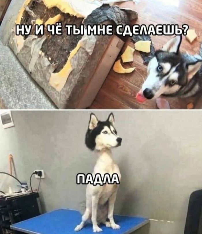 картинка 7abfe4ea2a 0000