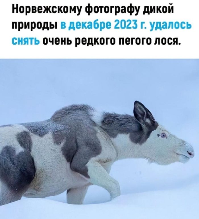 картинка 7e62c78dc9 sreda vremja dlja memoterapii 3