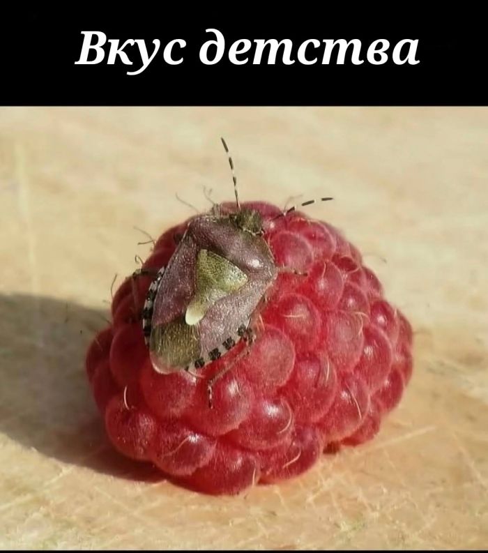 картинка aaa4d31497 ostorozhno uroven toksichnosti zashkalivaet 13