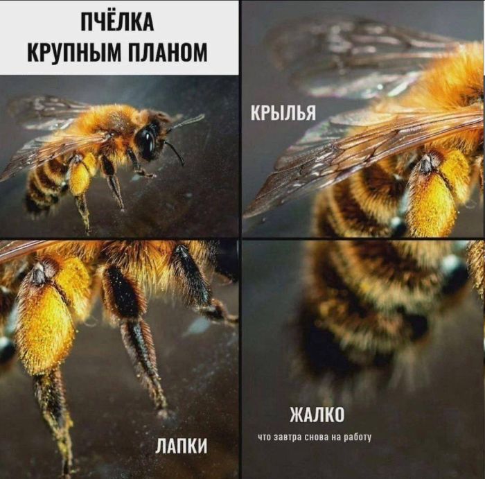 картинка bb53d1781d luchshie shutki dlja sredy zarjazhaemsja pozitivom 4