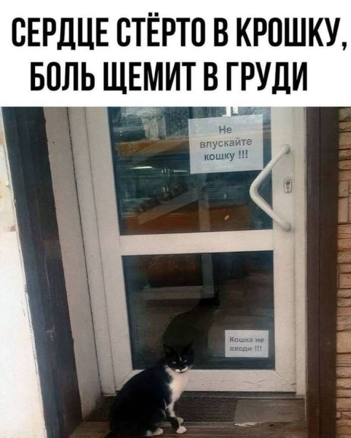 картинка c46bfb36ce luchshie shutki dlja sredy zarjazhaemsja pozitivom 10