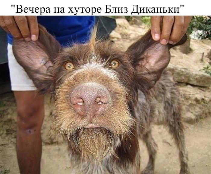картинка d424faf7ed zabudte pro politkorrektnost vremja dlja jumora za kotoryj v prilichnom obschestve 32