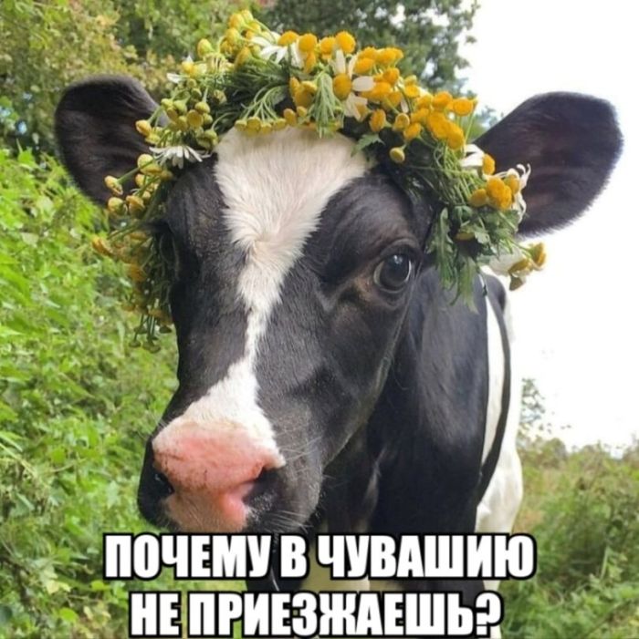 картинка dcd4f8a760 ostorozhno uroven cinizma zashkalivaet 12