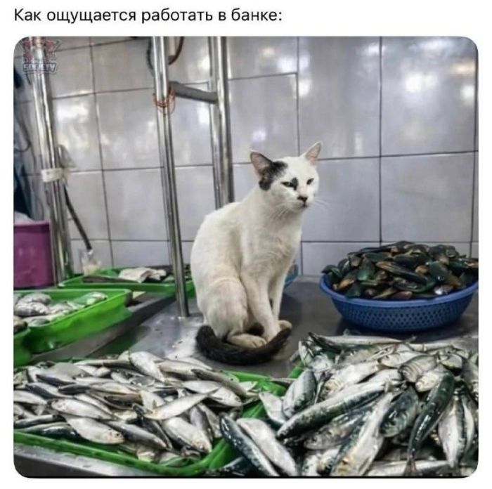 картинка fbe9332ae2 smeh prodlevaet zhizn novyj sbornik shutok dlja vashego otlichnogo nastroenija 11