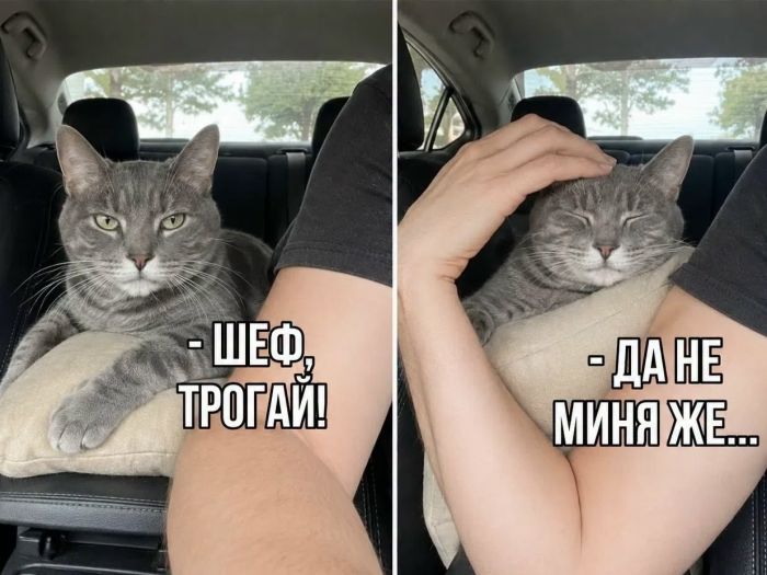 Ваша доза хорошего настроения на выходные ☕️✨ Ваша доза хорошего настроения на выходные ☕️✨ Рабочая, свежую, заряжаться, погнали, поудобнее, устраивайтесь, покрепче, Заваривайте, улыбнуться, заставят, точно, которые, мемов, отборных, порцию, васСобрали, неделя, сделали, контента, годного