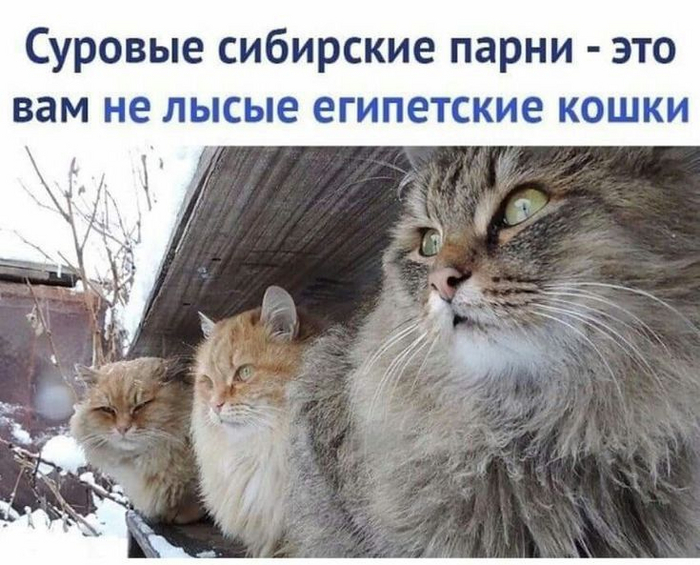 Утро начинается не с кофе, а с хорошего настроения! ☕️😂 Знаете, самих, хочется, смеяться, голос, комментарии, которые, иногда, смешнее, постов, сонныхВнутри, Заряжайтесь, позитивом, переходите, ссылке, поднимайте, настроение, Предыдущая, которыми, самых