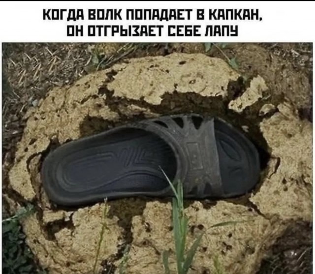 картинка 0402c4b8dc 21163223